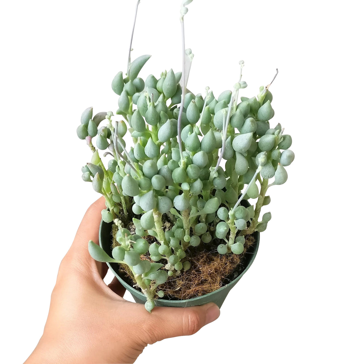 2 inch senecio citriformis succulents live succulent for sale, soft green trailing stems with plump tear-shaped leaves, translucent longitudinal leaf windows, compact starter size easy care plant, south africa native succulent