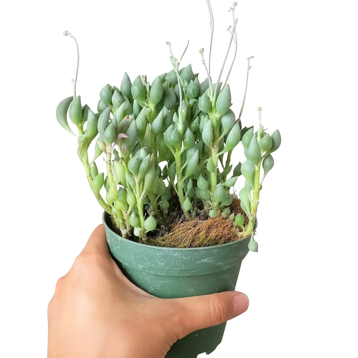 buy senecio citriformis succulents live succulent 2 inch online, cascading trailing vine with small lemon-shaped grey-green leaves, waxy textured foliage with see-through veining, drought tolerant and low maintenance