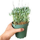 buy senecio citriformis succulents live succulent 2 inch online, plump spindle-shaped leaves in deep grey-green with waxy sheen, trailing habit ideal for elevated display or hanging hook, clusters beautifully with minimal care and infrequent watering