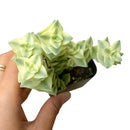 buy variegated string of buttons - crassula perforata f. variegata live succulent 2 inch online, close-up detail of triangular fused leaf pairs spiraling around stem, vivid cream and sage green variegation with sun-blushed pink tips, grows upright then gracefully trails over pot edges, suited for bright south or west facing windows, architectural statement plant for contemporary or bohemian interiors, a standout collector succulent gift