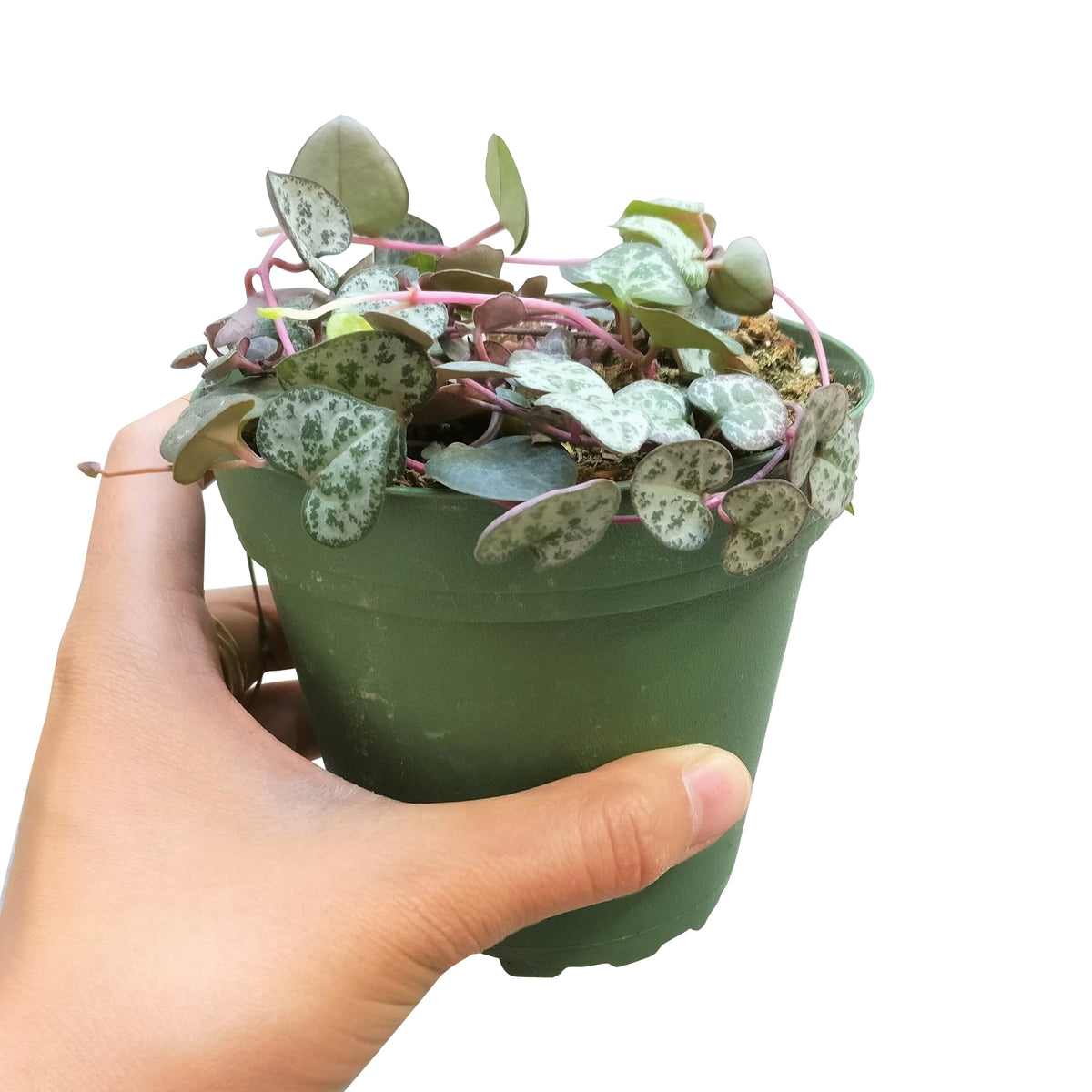 buy string of hearts ceropegia woodii live succulent 4" pot online, close-up of dark green marbled silver heart-shaped leaves, produces small tubular pink to magenta blooms in summer and fall, low maintenance trailing vine, charming gift for succulent collectors