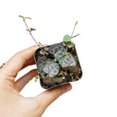 buy string of hearts ceropegia woodii live succulent 6" pot online, show-stopping full trailing plant with long cascading silver-marbled heart leaves and visible aerial tubers, beginner friendly yet collector worthy, dramatic boho hanging accent for any room, an unforgettable gift for plant enthusiasts