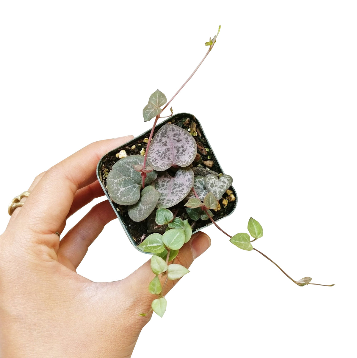 3" pot string of hearts ceropegia woodii live succulent for sale, compact starter plant with delicate trailing purplish stems, bright indirect light lover with drought tolerant care, bohemian hanging aesthetic, great beginner plant gift