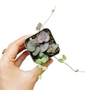 buy string of hearts ceropegia woodii live succulent 6" pot online, show-stopping full trailing plant with long cascading silver-marbled heart leaves and visible aerial tubers, beginner friendly yet collector worthy, dramatic boho hanging accent for any room, an unforgettable gift for plant enthusiasts