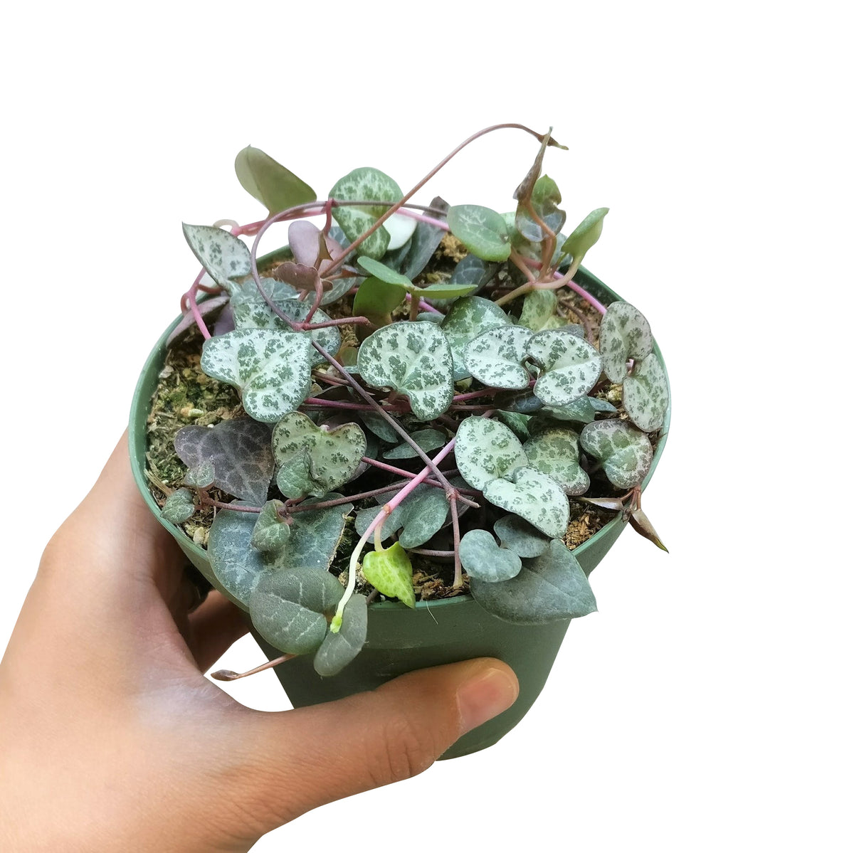 buy string of hearts ceropegia woodii live succulent 3" pot online, silvery marbled leaves spaced along rosy trailing stems forming bead-like rosary effect, tolerates dry indoor air and standard household humidity, easy care trailing plant, lovely gift for someone new to plants