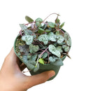 buy string of hearts ceropegia woodii live succulent 6" pot online, show-stopping full trailing plant with long cascading silver-marbled heart leaves and visible aerial tubers, beginner friendly yet collector worthy, dramatic boho hanging accent for any room, an unforgettable gift for plant enthusiasts