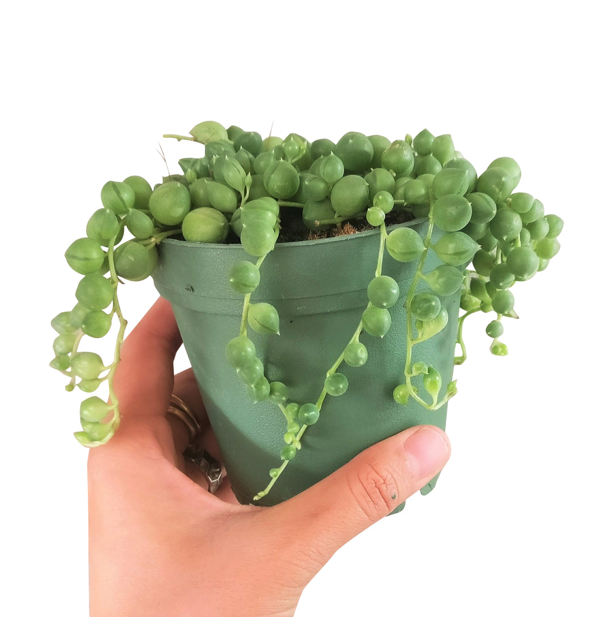 3" pot string of pearls senecio rowleyanus live succulent for sale, compact trailing vines with plump round bead-like leaves, bright indirect light lover, fast-growing cascading stems in nursery pot, charming bohemian shelf or basket display
