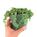 String of pearls for sale, how to grow succulents, succulent plant, succulent care guide, indoor succulents, monthly succulents, succulent care tips
