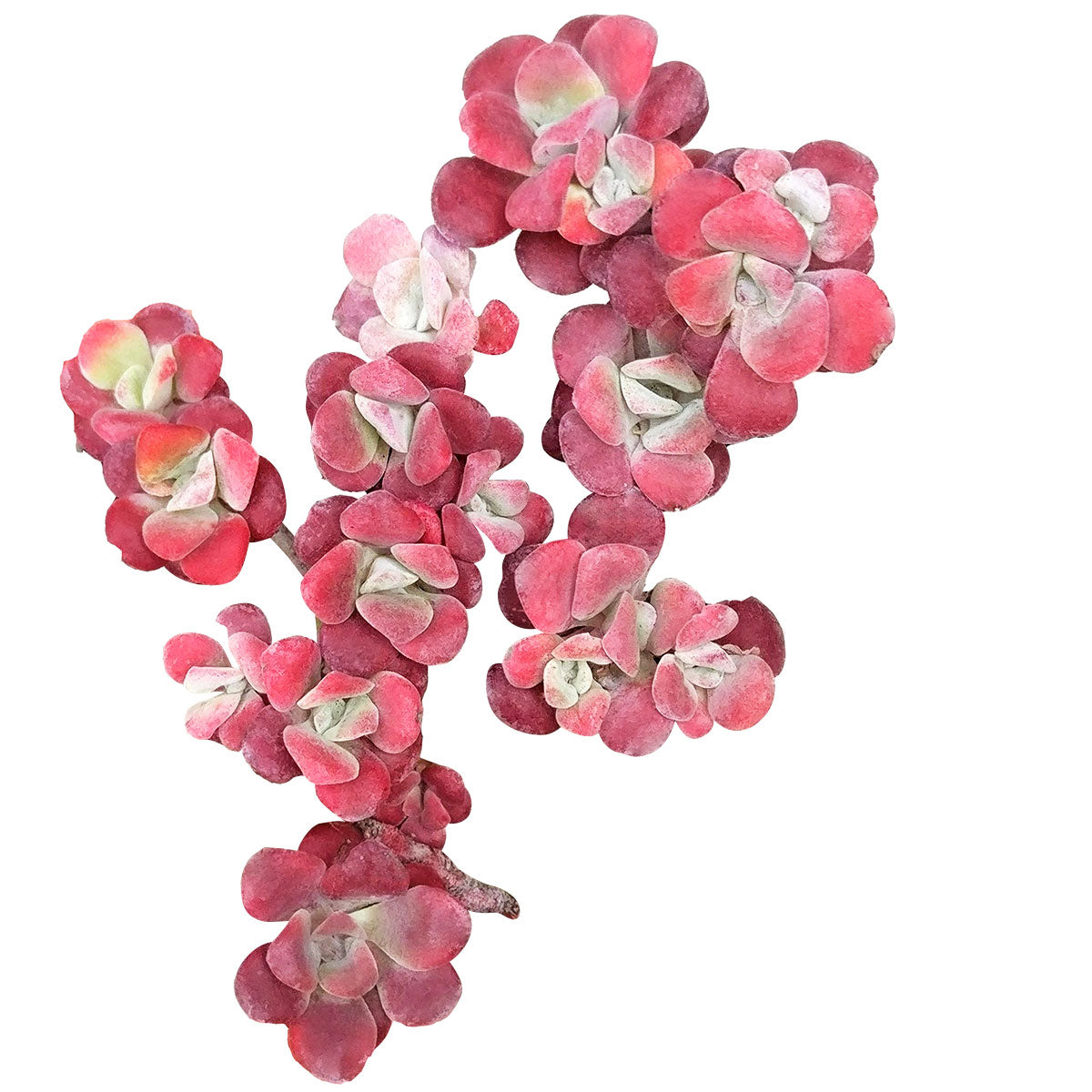 buy sedum spathulifolium live succulent 2 inch online, powdery silver-blue rosette leaves, low spreading mat habit, fleshy spoon-shaped foliage, drought tolerant and cold hardy, architectural accent for rock garden shelves, a unique pet-friendly succulent gift for plant lovers