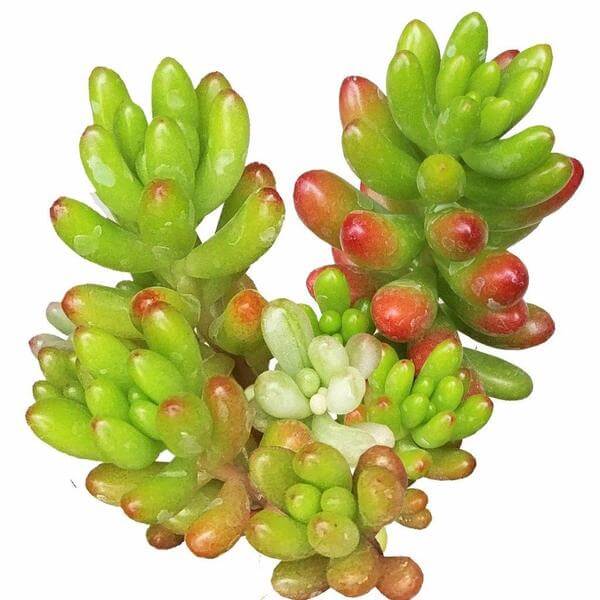 buy pink jelly bean sedum - sedum rubrotinctum live plant 2 inch online, non variegated form with classic green to red tipped chubby leaves, low spreading clumping growth habit, color intensifies beautifully under full sun exposure, extremely drought tolerant and hardy succulent, ideal for sunny windowsill or outdoor container display, a fun and lasting gift for plant enthusiasts