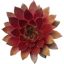 2 inch Succulent Randomly Picked, Types of succulents for sale, Colorful Succulents Collectionv