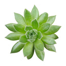 buy sempervivum spring beauty live succulent 2 inch online, evergreen rosette with seasonal color shifts from green to pink, dense offsetting hen and chicks form, low-maintenance perennial succulent, thrives in full sun with well-draining soil, architectural statement piece for rock gardens or container displays, perfect pet-safe succulent gift for any occasion