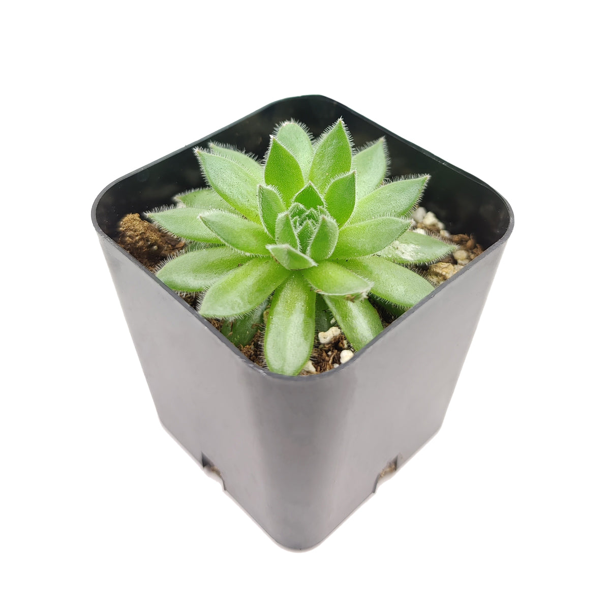 2 inch sempervivum spring beauty live succulent for sale, green rosette with soft pink blushing outer leaves, compact tight rosette with fleshy succulent leaves, frost tolerant and drought resistant, slow-spreading ground cover habit, rustic outdoor or balcony garden accent in a bamboo pot, beautiful gift for succulent enthusiasts