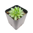 buy sempervivum spring beauty live succulent 2 inch online, evergreen rosette with seasonal color shifts from green to pink, dense offsetting hen and chicks form, low-maintenance perennial succulent, thrives in full sun with well-draining soil, architectural statement piece for rock gardens or container displays, perfect pet-safe succulent gift for any occasion