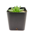 buy sempervivum spring beauty live succulent 2 inch online, evergreen rosette with seasonal color shifts from green to pink, dense offsetting hen and chicks form, low-maintenance perennial succulent, thrives in full sun with well-draining soil, architectural statement piece for rock gardens or container displays, perfect pet-safe succulent gift for any occasion