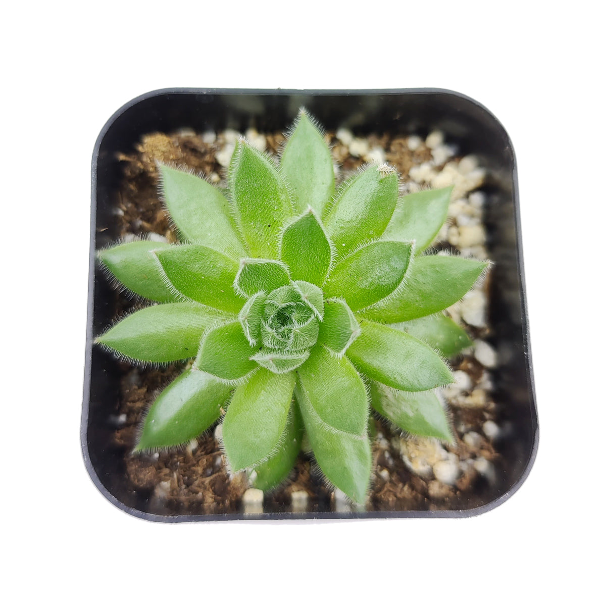 2 inch sempervivum spring beauty live succulent for sale, vibrant green rosette with seasonal pink blush, low-growing clustering growth habit, evergreen perennial with small offsets, easy care and pet friendly, elegant desk accent in a clay pot, ideal starter succulent gift for beginners