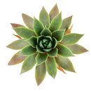 2 inch sempervivum pink flamingo live succulent for sale, deep jewel-toned rosette shifting from pink to dark purple through seasons, tall pointed leaves with velvet texture and notable watermarks, clustering and spreading growth habit, extremely drought tolerant and easy care, stunning bohemian or minimalist decor piece for windowsills or balconies, a long-lived heirloom succulent gift for plant enthusiasts