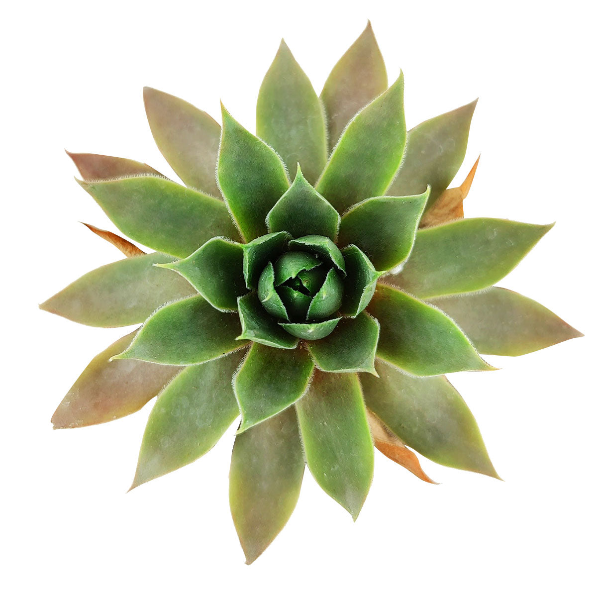 buy sempervivum pink flamingo live succulent 2 inch online, velvety pink to deep purple rosette, tall pointed leaves with wax striations, clustering hens and chicks habit, frost hardy and drought tolerant, architectural statement in a sunny windowsill or patio display, makes a unique and easy-care succulent gift in a plastic pot
