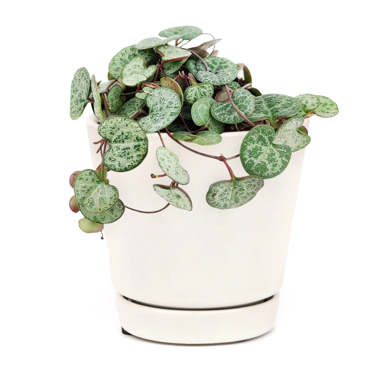 buy SILVER GLORY String of Hearts live houseplant 6 inch pot online, full trailing cascade of silver and green heart-shaped leaves, warm burgundy stems, striking bohemian hanging display, easy propagation from cuttings, a rare find and cherished collector houseplant gift