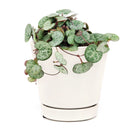 buy SILVER GLORY String of Hearts live houseplant 6 inch pot online, full trailing cascade of silver and green heart-shaped leaves, warm burgundy stems, striking bohemian hanging display, easy propagation from cuttings, a rare find and cherished collector houseplant gift
