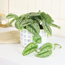 8" pot silver splash pothos live houseplant for sale, large statement silver splash pothos with extensive trailing silvery-green vines and velvety iridescent foliage, mature tropical houseplant in cow pot, air purifying and easy care, bohemian lush indoor jungle aesthetic, rare and meaningful heirloom plant gift