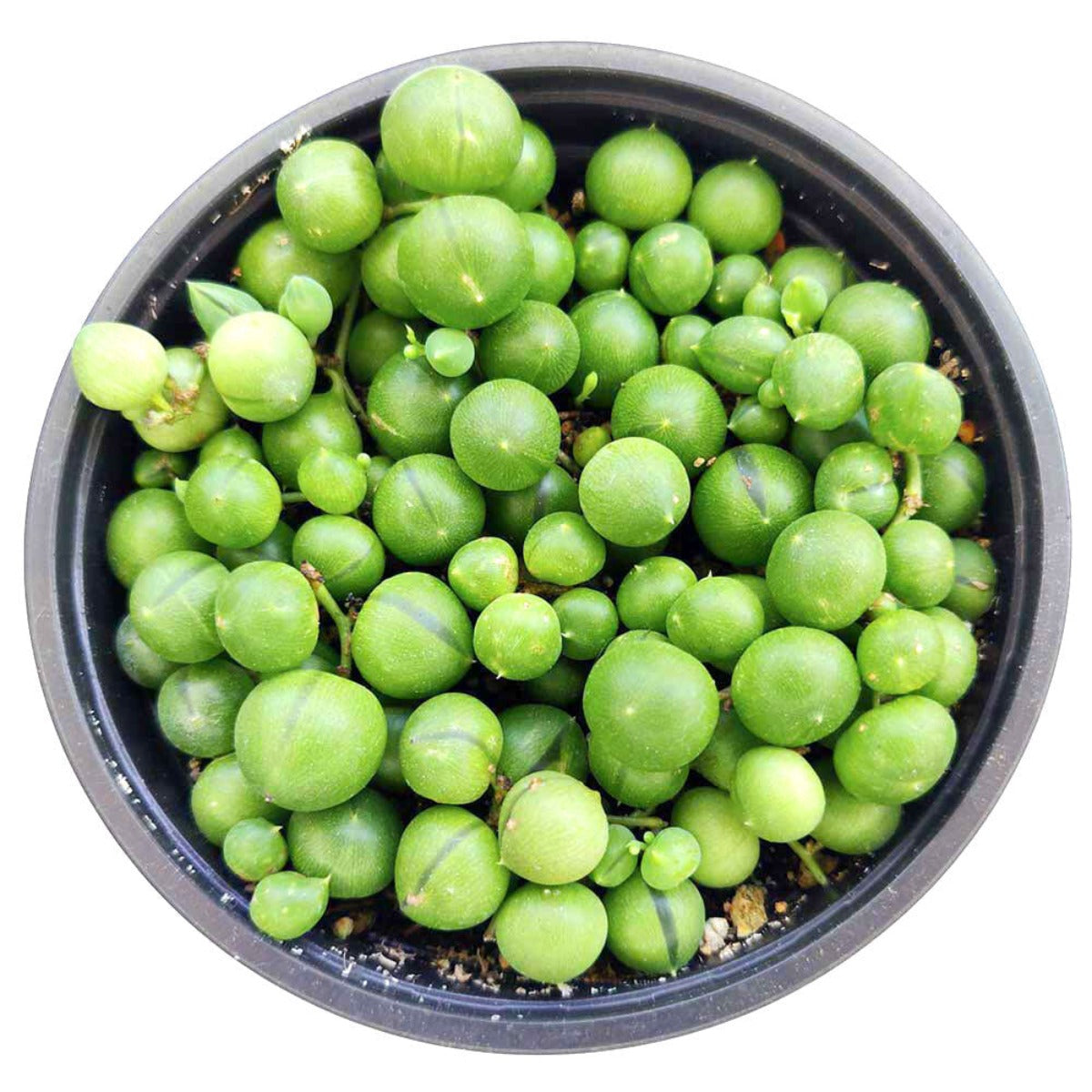 4 inch string of pearls plant for sale, where to buy string of pearls succulent online in California, hanging string of pearls as gift