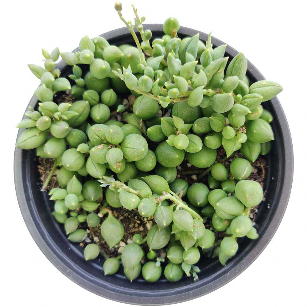 String of Tears Senecio Herreianus Succulent for Sale, How to care for String of Tears, String of Beads Succulent Plant with Care Guide, How to grow hanging succulent, Growing tips for the String of Tears Succulent