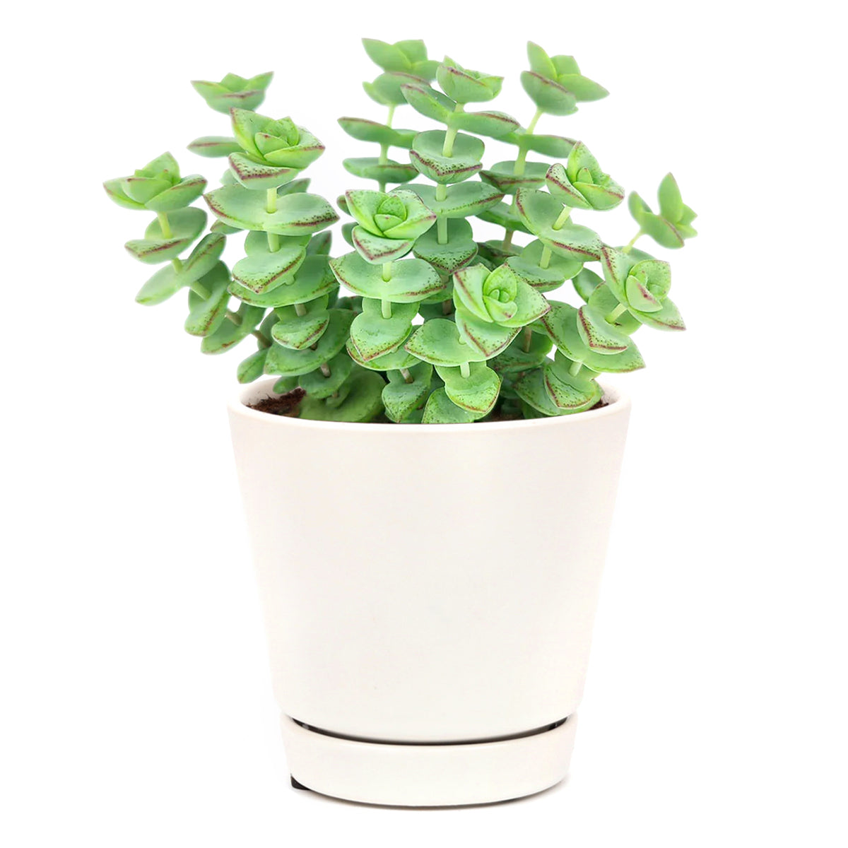 buy string of buttons - crassula perforata live succulent 2 inch online, blue-green leaves with warm reddish-pink leaf margins intensifying in bright light, spiraling button-like leaf pairs stacked along branching stems, compact yet sprawling growth form, drought-hardy and easy to propagate from cuttings, charming architectural accent for rock gardens or mixed planters in a clay pot, inspired and personal gift for succulent enthusiasts of all levels