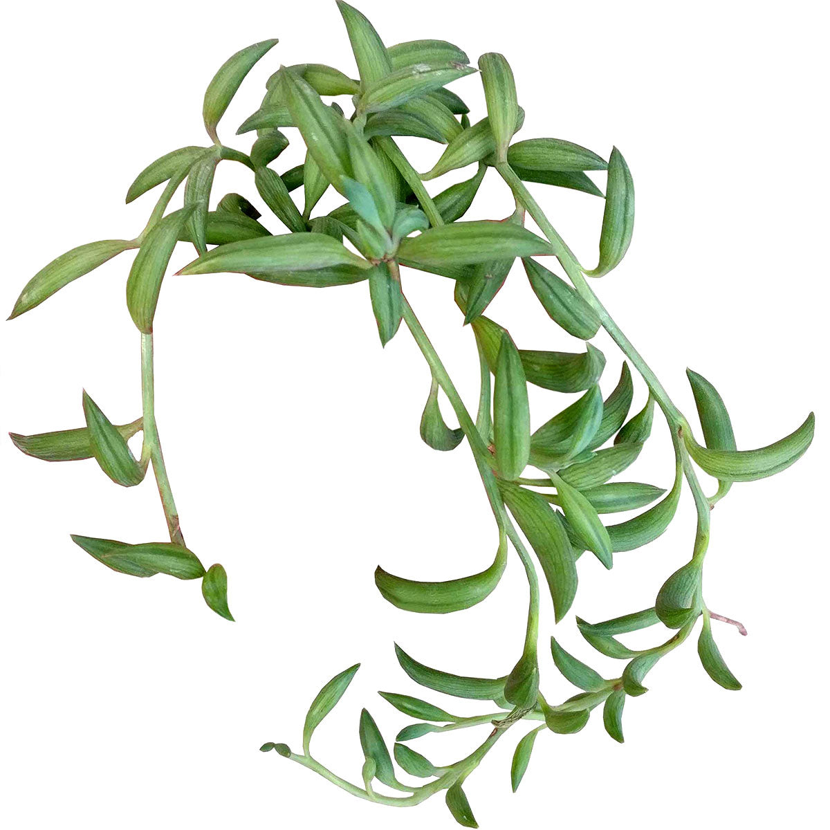 buy senecio radicans string of bananas live succulent 2 inch online, glossy bright green banana-shaped leaves, fast-growing cascading vines, drought tolerant trailing succulent, low maintenance care, bohemian hanging display in plastic pot
