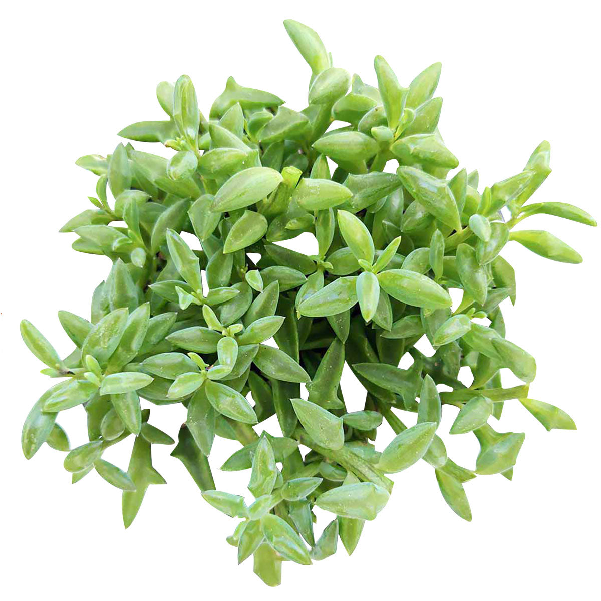 4 inch string of dolphins senecio peregrinus succulent live succulent for sale, plump curved crescent leaves resembling leaping dolphins, long trailing tendrils in plastic pot, bright indirect light lover, rare collector variety