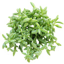 4 inch string of dolphins senecio peregrinus succulent live succulent for sale, lush trailing stems with plump dolphin-form leaves in custom pot, sought-after rare hybrid succulent, blue-green dusty foliage with whimsical form