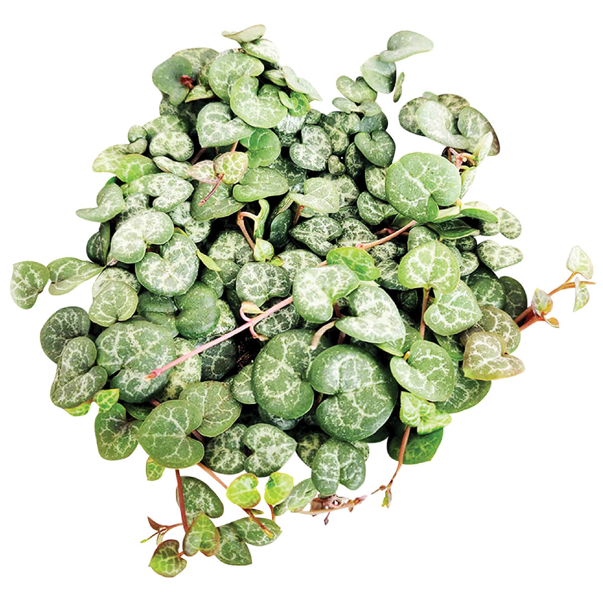buy string of hearts ceropegia woodii live succulent 3" pot online, silver-marbled heart-shaped leaves on purple trailing vines, drought tolerant and low maintenance, cascading bohemian style, perfect romantic indoor plant gift