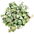 buy string of hearts ceropegia woodii live succulent 6" pot online, show-stopping full trailing plant with long cascading silver-marbled heart leaves and visible aerial tubers, beginner friendly yet collector worthy, dramatic boho hanging accent for any room, an unforgettable gift for plant enthusiasts