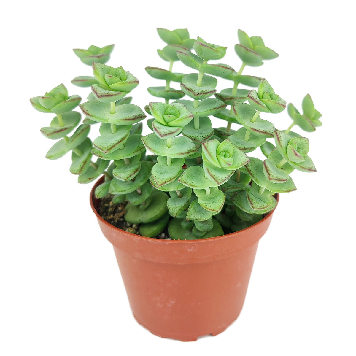 4 inch string of buttons - crassula perforata live succulent for sale, gray-green triangular fleshy leaves in neat stacked pairs, distinctive pagoda-shaped stem structure, trailing growth ideal for hanging baskets or elevated shelves, sun-loving and tolerant of dry indoor air, elegant cascading accent for living rooms or offices in a bamboo pot, unique and memorable gift for plant-loving friends