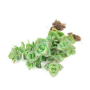 buy string of buttons - crassula perforata live succulent 2 inch online, blue-green leaves with warm reddish-pink leaf margins intensifying in bright light, spiraling button-like leaf pairs stacked along branching stems, compact yet sprawling growth form, drought-hardy and easy to propagate from cuttings, charming architectural accent for rock gardens or mixed planters in a clay pot, inspired and personal gift for succulent enthusiasts of all levels