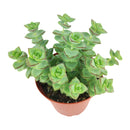 buy string of buttons - crassula perforata live succulent 2 inch online, blue-green leaves with warm reddish-pink leaf margins intensifying in bright light, spiraling button-like leaf pairs stacked along branching stems, compact yet sprawling growth form, drought-hardy and easy to propagate from cuttings, charming architectural accent for rock gardens or mixed planters in a clay pot, inspired and personal gift for succulent enthusiasts of all levels