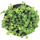 String of pearls for sale, how to grow succulents, succulent plant, succulent care guide, indoor succulents, monthly succulents, succulent care tips