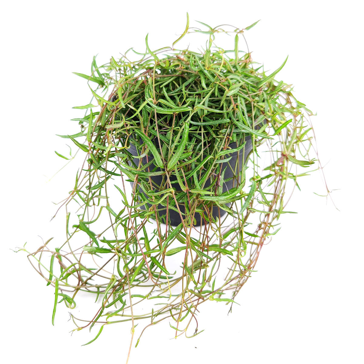 buy ceropegia linearis string of needles live houseplant 4'' pot online, trailing semi-succulent vine with slender needle-like green leaves, delicate draping stems, drought tolerant and low maintenance, bohemian hanging plant decor, perfect rare succulent gift for plant lovers