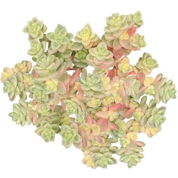 buy sedum suzie q english live succulent 2 inch online, miniature variegated foliage with cream and red seasonal tones, low spreading groundcover form, tiny plump fleshy leaves, drought tolerant and easy care, charming accent for fairy garden displays, delightful gift for succulent lovers