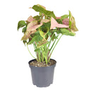 6" pot Syngonium Neon Robusta - Syng