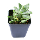 4 inch tiger's jaw crassula - faucaria candida live succulent for sale, chunky low-growing rosettes with spotted toothed foliage, rare white-flowering faucaria variety from south africa, architectural and eye-catching growth form, pet safe and drought tolerant easy care plant, striking accent piece for modern or bohemian home decor, excellent rare succulent gift choice