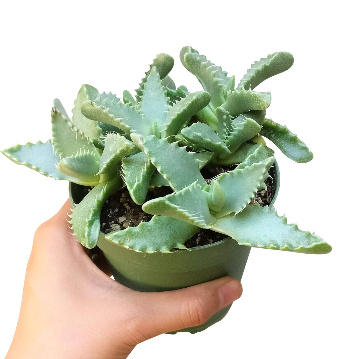 4 inch tiger's jaw crassula - faucaria candida live succulent for sale, plump fleshy leaves lined with soft translucent teeth, rosette cluster formation, autumn-blooming white daisy-like flowers, thrives in bright direct sunlight, elegant sculptural addition to modern interiors, perfect rare collector's gift