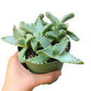 4 inch tiger's jaw crassula - faucaria candida live succulent for sale, chunky low-growing rosettes with spotted toothed foliage, rare white-flowering faucaria variety from south africa, architectural and eye-catching growth form, pet safe and drought tolerant easy care plant, striking accent piece for modern or bohemian home decor, excellent rare succulent gift choice