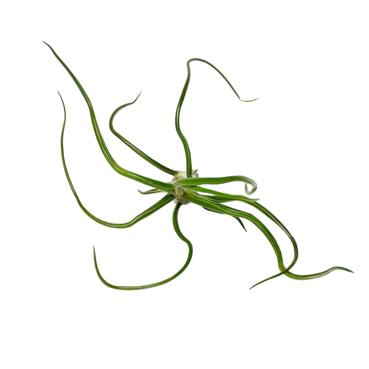 bulbosa belize, tillandsia ionantha rubra, where belize, where belize located, ionantha rubra, bulbosa, who colonized belize, bulbosa belize air plant