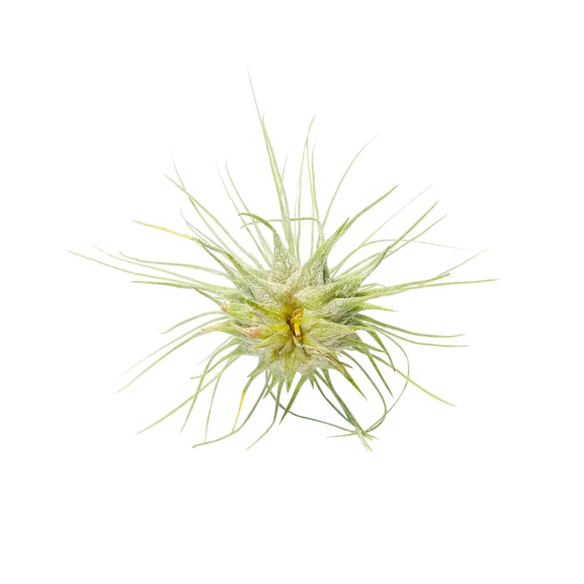 Tillandsia Fuchsii Airplant Care, Tillandsia Fuchsii Air Plants for sale, How to grow Tillandsia Fuchsii Air Plants indoor, Air plants subscription box delivered monthly, Air plants gift ideas for any occasion