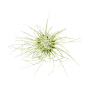 Tillandsia Fuchsii Airplant Care, Tillandsia Fuchsii Air Plants for sale, How to grow Tillandsia Fuchsii Air Plants indoor, Air plants subscription box delivered monthly, Air plants gift ideas for any occasion