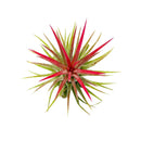 Tillandsia Ionantha Fuego Air Plant Decor Ideas, Unique Air Plant as Gift