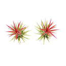 Tillandsia Ionantha Fuego Air Plant Decor Ideas, Unique Air Plant as Gift