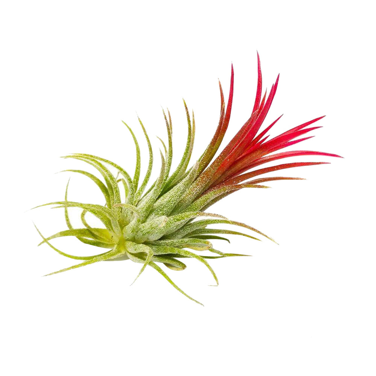 ionantha rubra, tillandsia ionantha fuego, tillandsia rubra, tillandsia ionantha varieties, tillandsia ionantha mexican, tillandsia ionantha rubra care, how to care for tillandsia air plants, ionantha rubra care