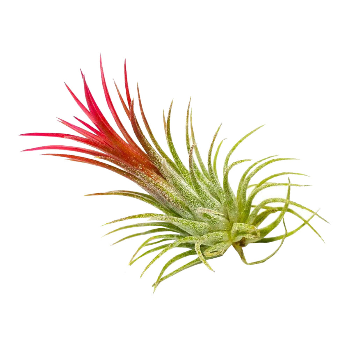 ionantha rubra, tillandsia ionantha fuego, tillandsia rubra, tillandsia ionantha varieties, tillandsia ionantha mexican, tillandsia ionantha rubra care, how to care for tillandsia air plants, ionantha rubra care